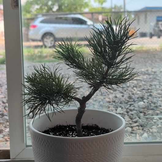 Photo of the plant species Lodgepole Pine by @VipFlyagaric65 named Aria on Greg, the plant care app