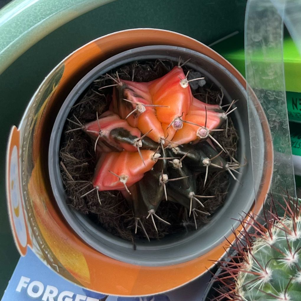 Photo of the plant species Variegated Moon Cactus by @ZanyPeony29 named Bruce Lee on Greg, the plant care app