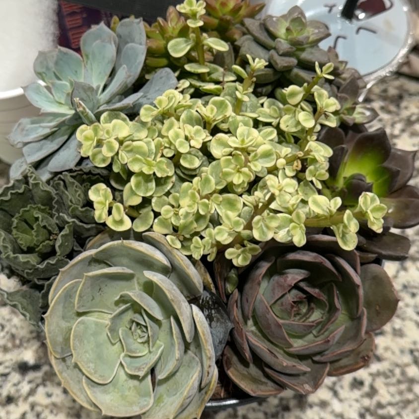 Photo of the plant species Chalk Dudleya by @BigBluebean43 named Leonardo on Greg, the plant care app