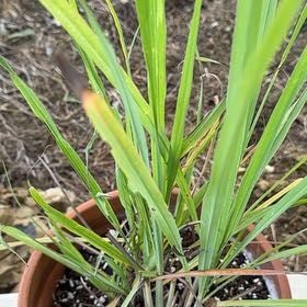 Photo of the plant species Lemon Grass by @HotGreywillow43 named Gomez on Greg, the plant care app