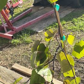 Photo of the plant species Western Redbud by @Jodi9 named Kobe on Greg, the plant care app