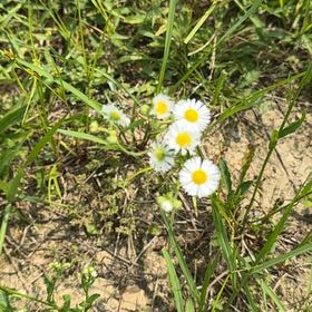 Photo of the plant species Philadelphia Fleabane by @Jodi9 named Oscar on Greg, the plant care app