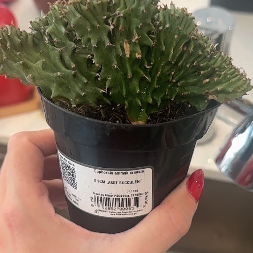Photo of the plant species Crested African Candelabra by @TotallyAlula10 named Kendall on Greg, the plant care app