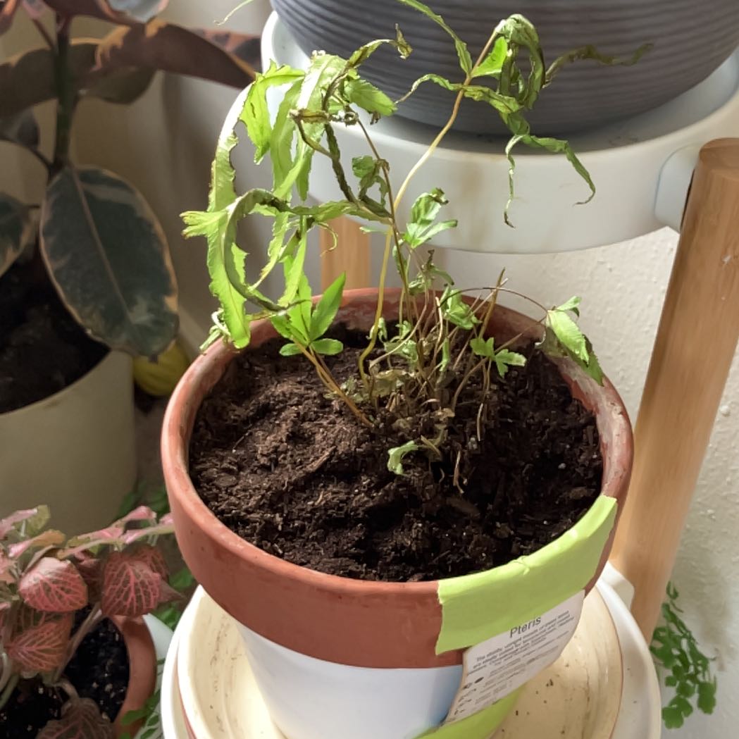 Photo of the plant species Pteris Fern by @Polockm203 named Lavender on Greg, the plant care app