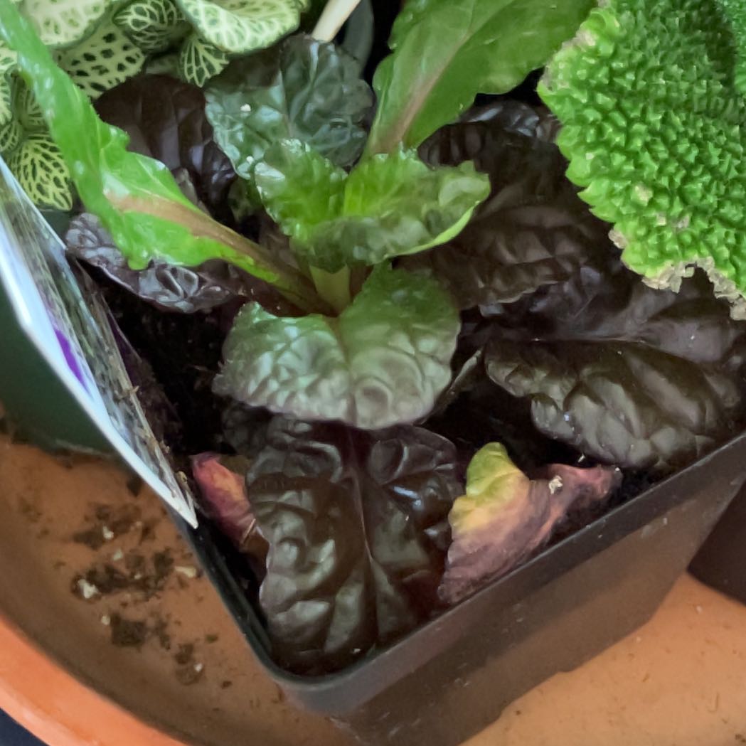Photo of the plant species Blue Bugle by @Polockm203 named Sigmund on Greg, the plant care app