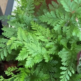 Photo of the plant species fluffy ruffle fern by @CivicAmbrosina named Forrest on Greg, the plant care app