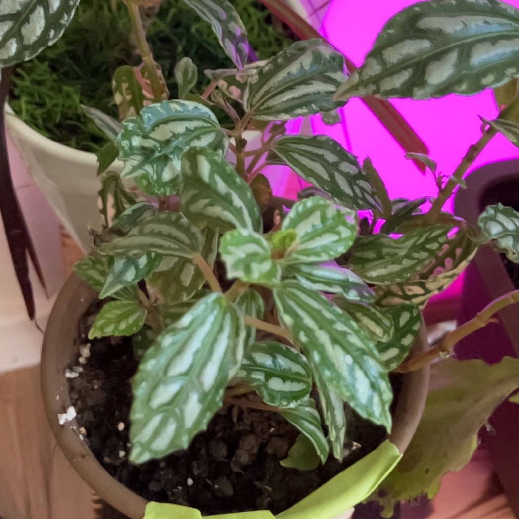 Photo of the plant species Silver Ripple Peperomia by @CivicAmbrosina named Keanu Leaves on Greg, the plant care app