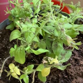 Photo of the plant species Petunia Capella Mulberry by @CivicAmbrosina named Spike Leaves on Greg, the plant care app