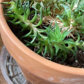 Photo of the plant species Alworthia 'Royal Highness' by @Polockm203 named James Dean on Greg, the plant care app