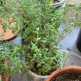 Photo of the plant species Common Thyme by @CivicAmbrosina named Curie on Greg, the plant care app