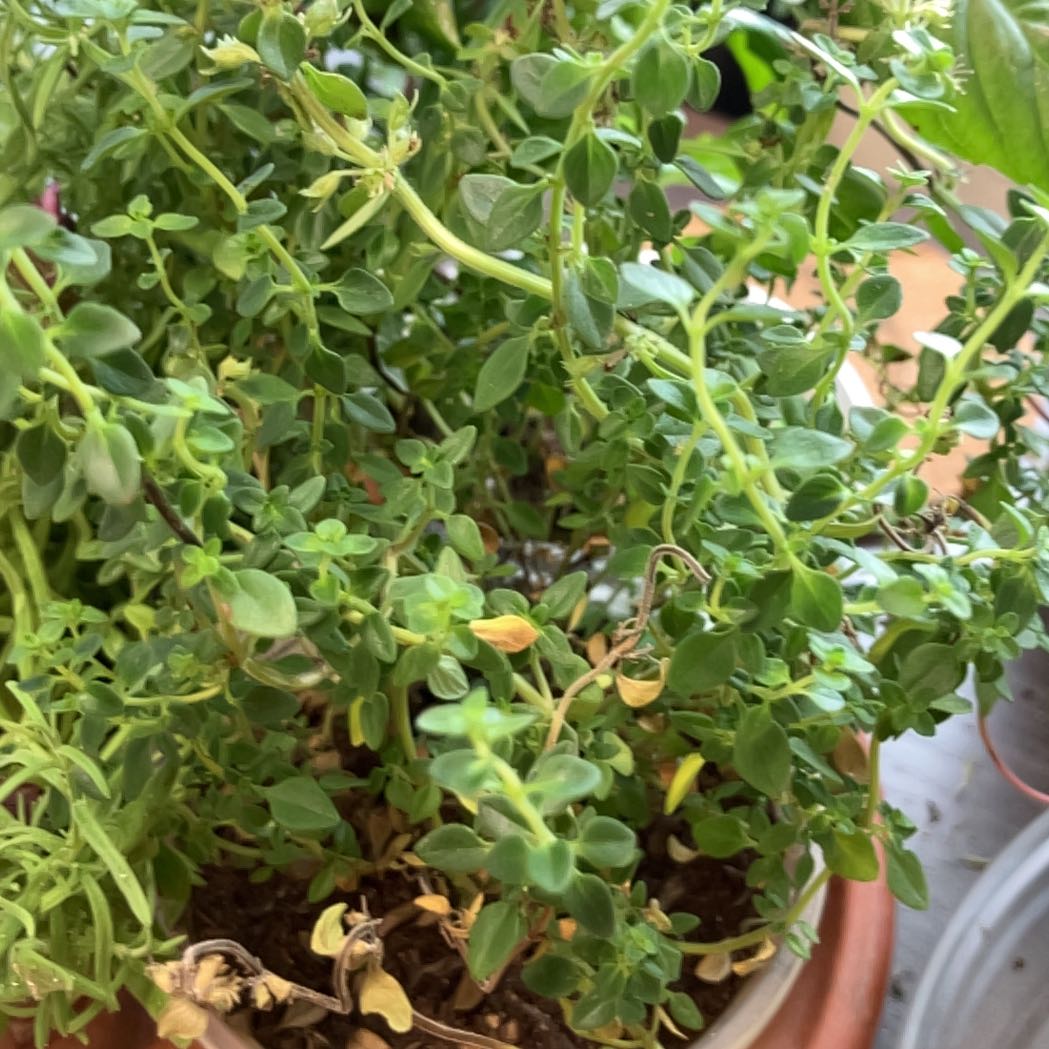 Photo of the plant species Lemon Thyme by @Polockm203 named Aristotle on Greg, the plant care app