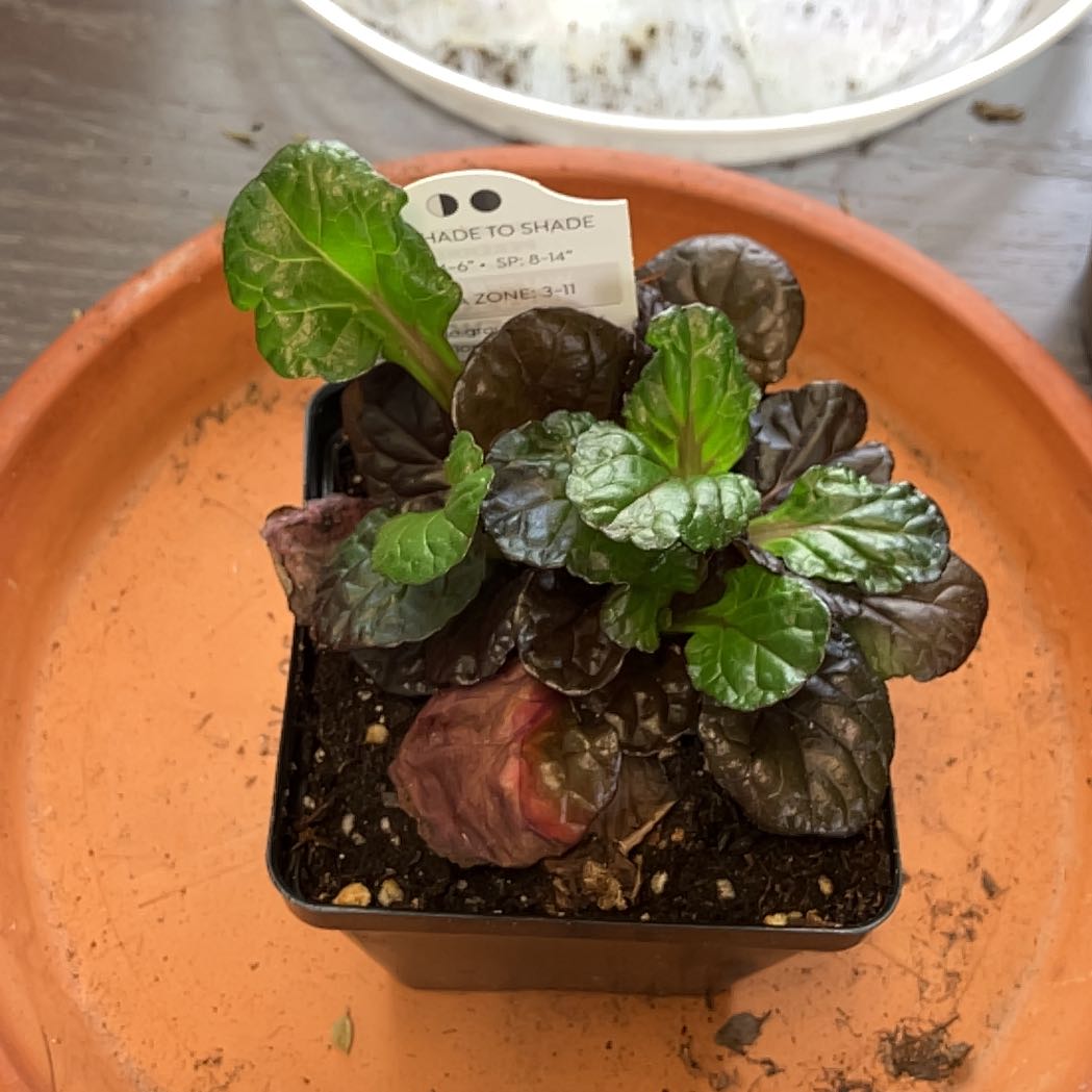 Photo of the plant species Blue Bugle by @Polockm203 named Miley on Greg, the plant care app