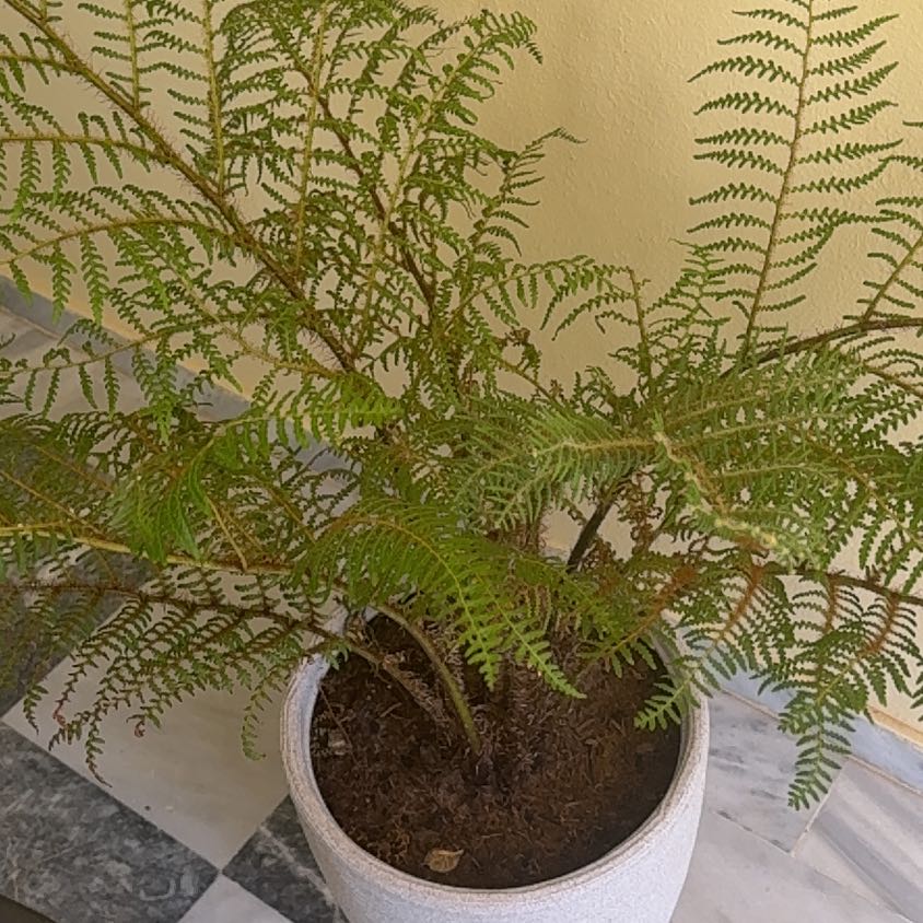Photo of the plant species Jacaranda by @FunnyGrapeivy77 named Remington on Greg, the plant care app