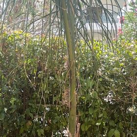 Photo of the plant species Queen Palm by @FunnyGrapeivy77 named Lola on Greg, the plant care app