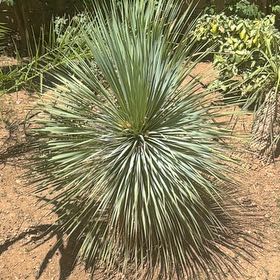 Photo of the plant species Our Lord's Candle by @FunnyGrapeivy77 named Peter Parker on Greg, the plant care app