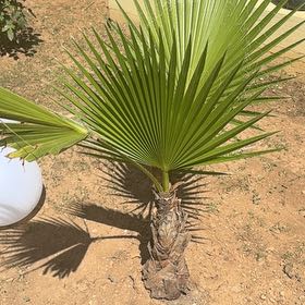 Photo of the plant species Mexican Fan Palm by @FunnyGrapeivy77 named Plato on Greg, the plant care app