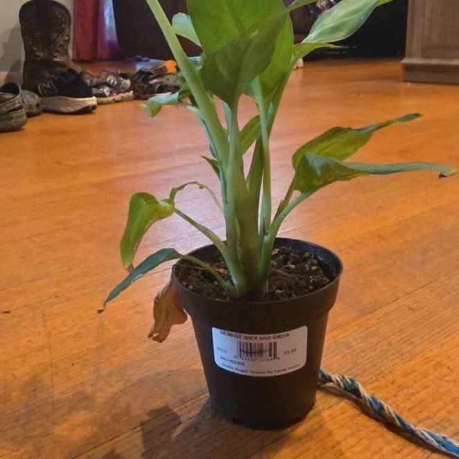 Photo of the plant species Exotic Angel by @ManyTitoki21 named Tupot amaroot on Greg, the plant care app