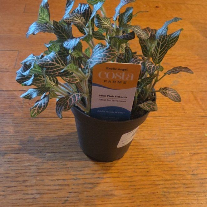 Photo of the plant species Pink Fittonia by @ManyTitoki21 named Marley on Greg, the plant care app