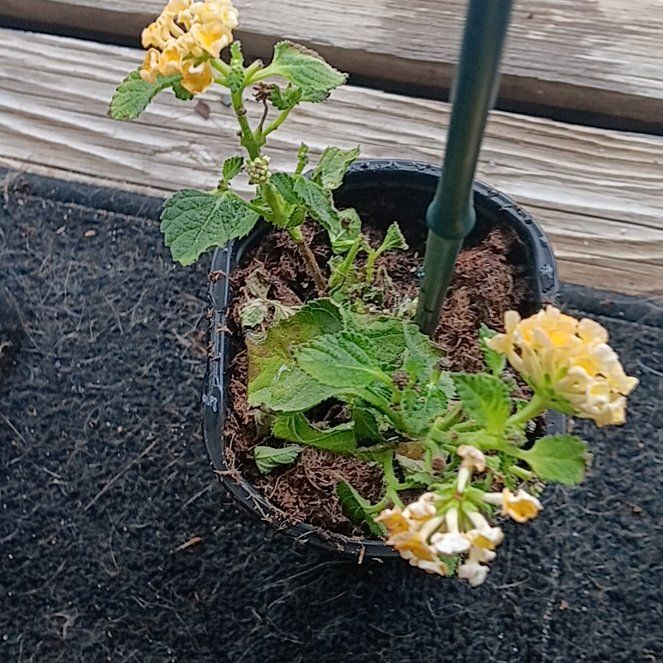 Photo of the plant species Yellow Sage by @TopBigfoot62 named Cleopatra on Greg, the plant care app