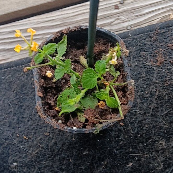 Photo of the plant species Yellow Sage by @TopBigfoot62 named Figyonce on Greg, the plant care app