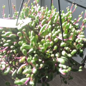 Photo of the plant species ruby necklace by @BigGreen2 named Rosa on Greg, the plant care app