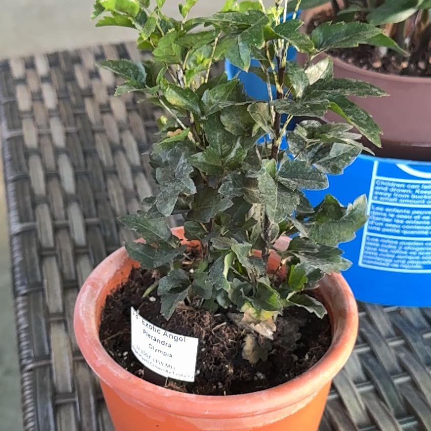 Photo of the plant species Olympia by @StaunchPuriri22 named Muhammad Ali on Greg, the plant care app