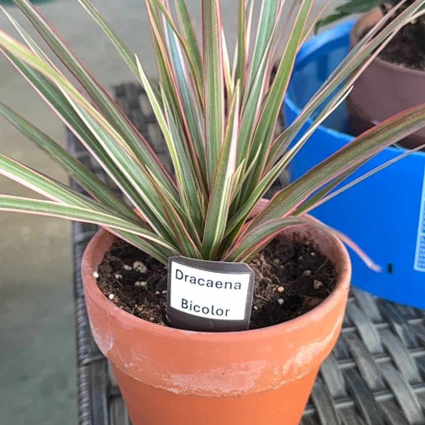 Photo of the plant species Dracaena bicolor by @StaunchPuriri22 named Sahara on Greg, the plant care app