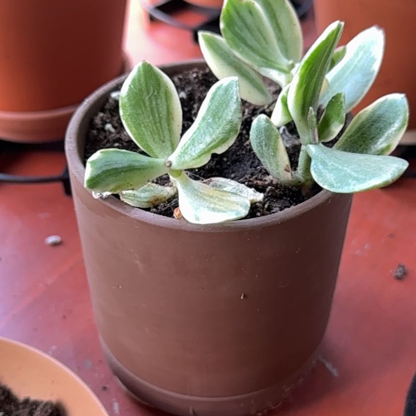 Photo of the plant species Variegated Jade by @StaunchPuriri22 named Foxxy on Greg, the plant care app