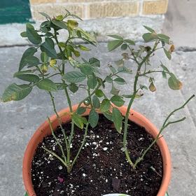Photo of the plant species Miniature Kordana Rose by @StaunchPuriri22 named Dax on Greg, the plant care app