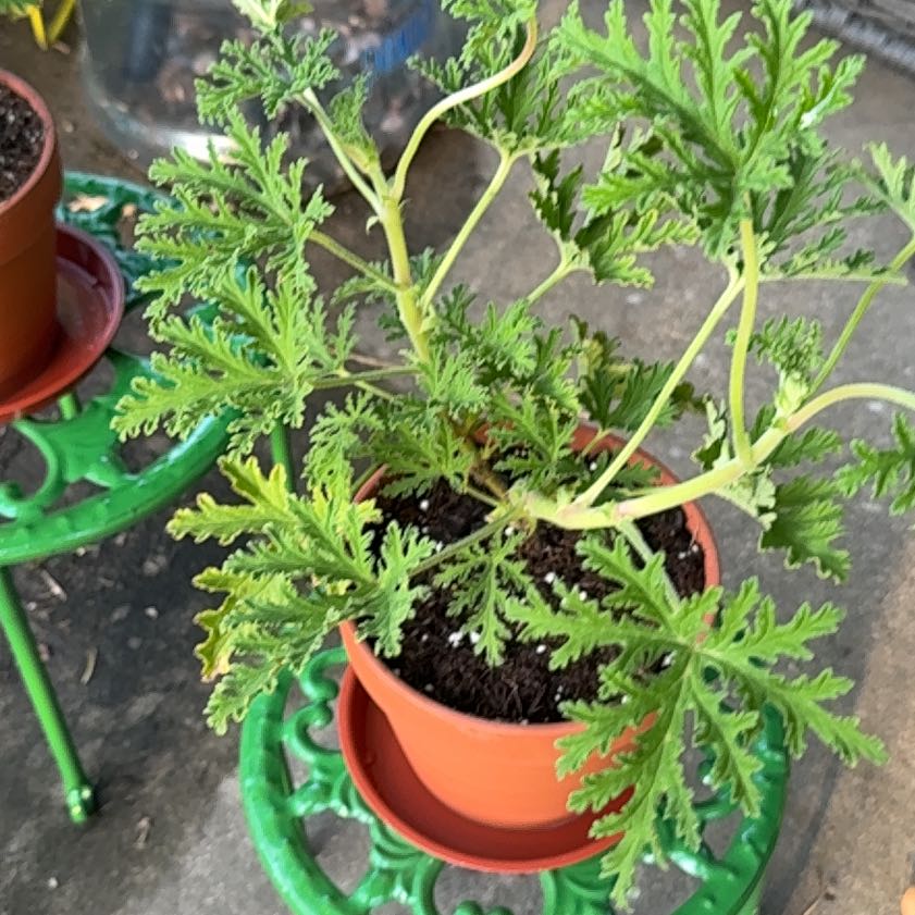 Photo of the plant species Sweet Scented Geranium by @StaunchPuriri22 named Mollie on Greg, the plant care app