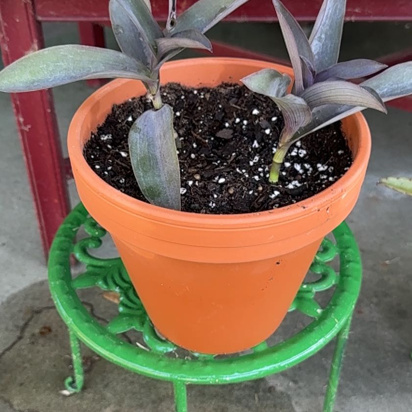 Photo of the plant species Blue Sue by @StaunchPuriri22 named Hamilton on Greg, the plant care app