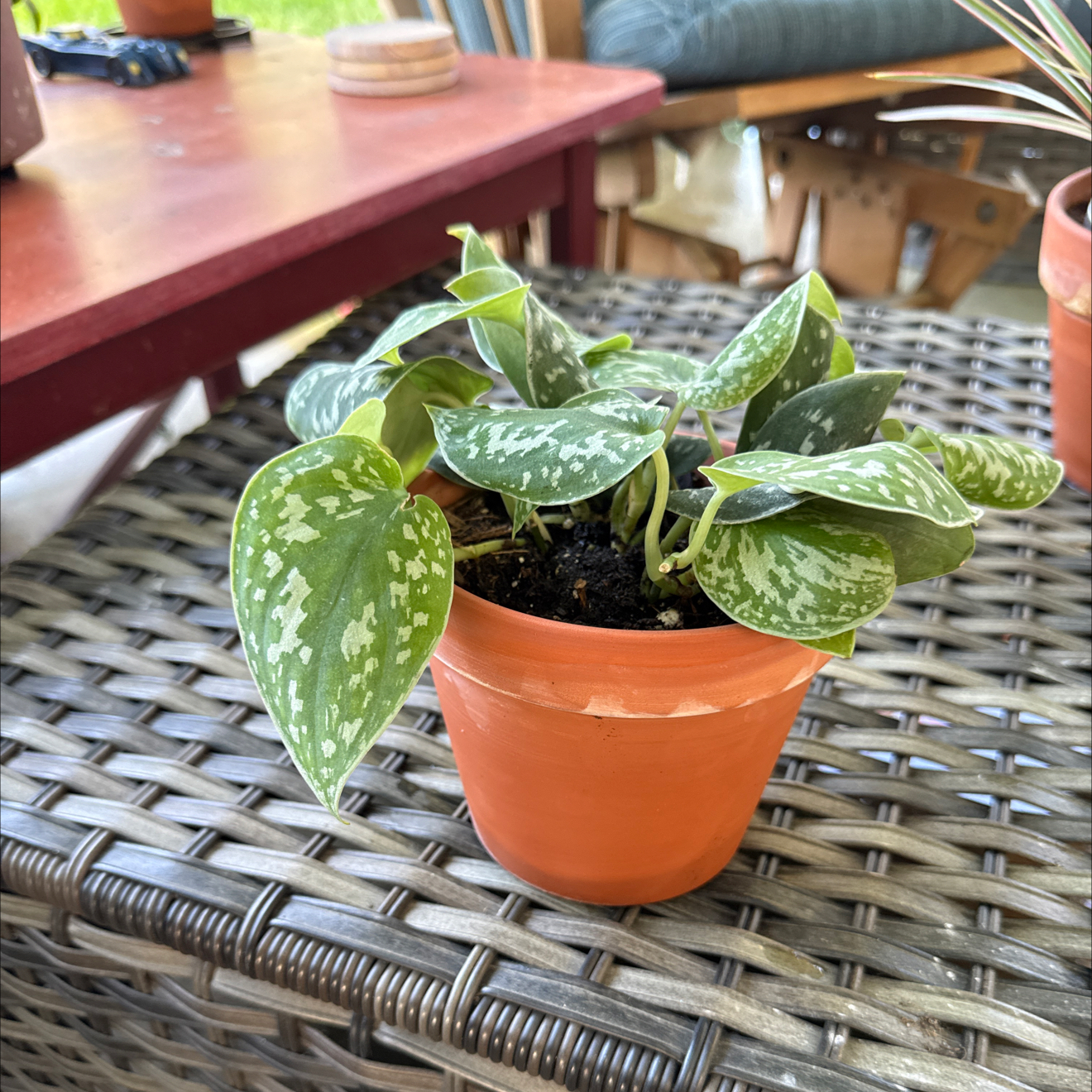 Photo of the plant species Silvery Anne Pothos by @StaunchPuriri22 named Eva on Greg, the plant care app
