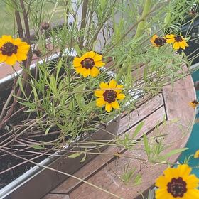 Photo of the plant species Atkinson's Tickseed by @FamousSunstar65 named Terra on Greg, the plant care app