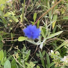 Photo of the plant species Centaurea Cyanus by @FamousSunstar65 named Messi on Greg, the plant care app