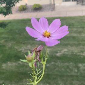 Photo of the plant species Garden Cosmos by @FamousSunstar65 named Bieber on Greg, the plant care app