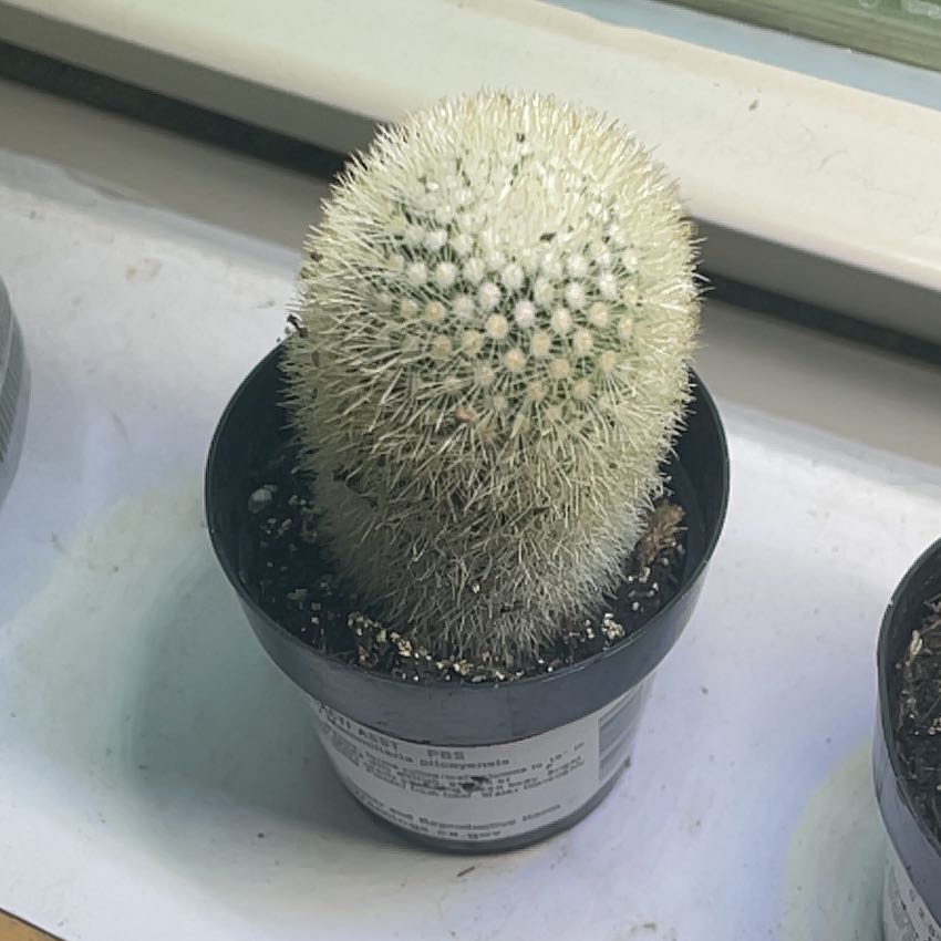 Photo of the plant species Mammillaria densispina by @FamousSunstar65 named Homer on Greg, the plant care app