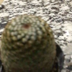 Photo of the plant species Wave Cactus by @ReveredSalad35 named Kardashian on Greg, the plant care app