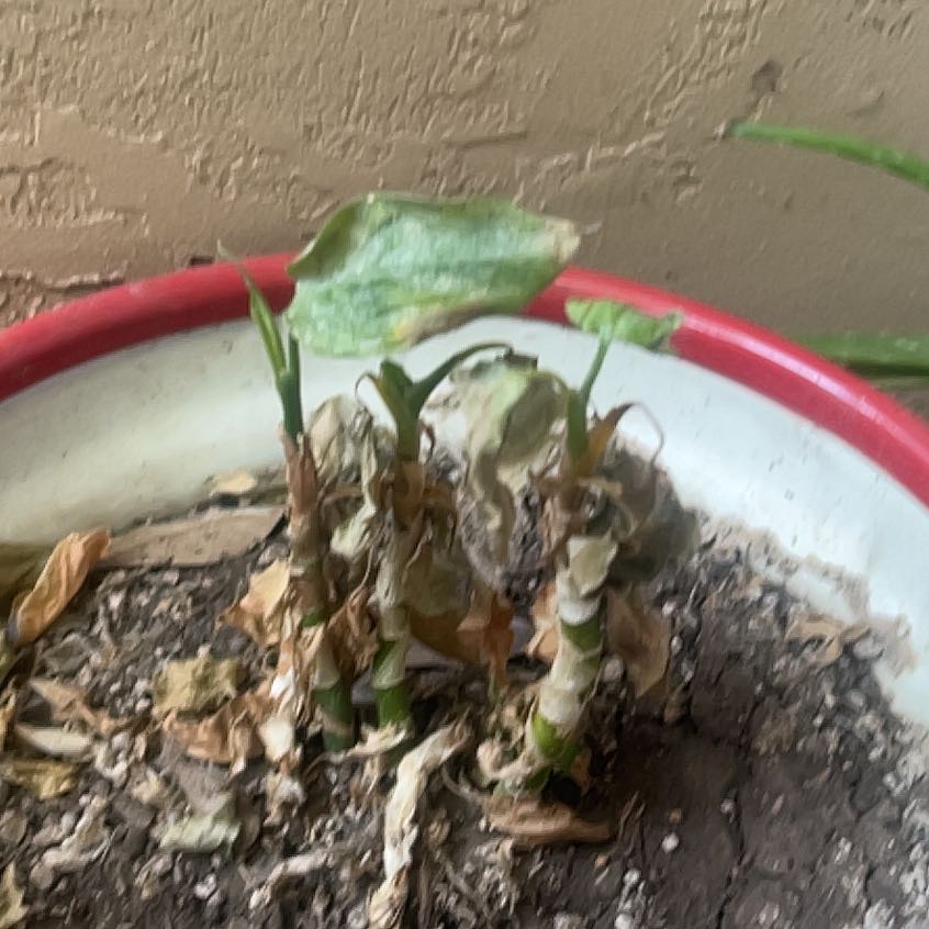 Photo of the plant species Italian Arum by @TryRaspfern66 named Eva on Greg, the plant care app