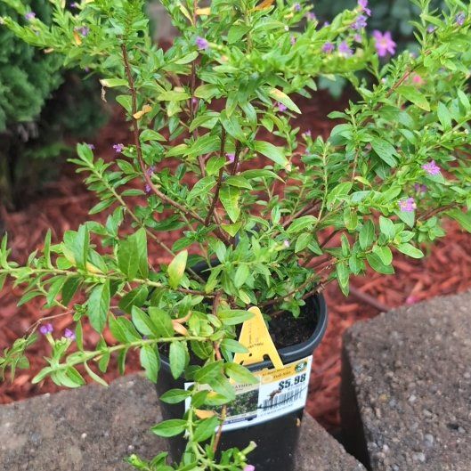 Photo of the plant species Hawaiian Heather by @SpicySalad14 named Michelle Branch on Greg, the plant care app