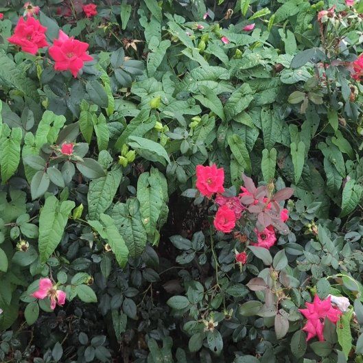 Photo of the plant species Spicy Jatropha by @SpicySalad14 named LiloStitch on Greg, the plant care app