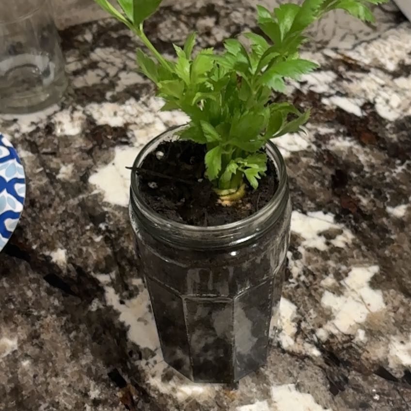 Photo of the plant species Leaf Celery by @BossRosilla63 named Celly on Greg, the plant care app