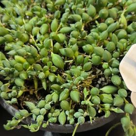 Photo of the plant species String of Raindrops by @BabyKohleria56 named Sonora on Greg, the plant care app