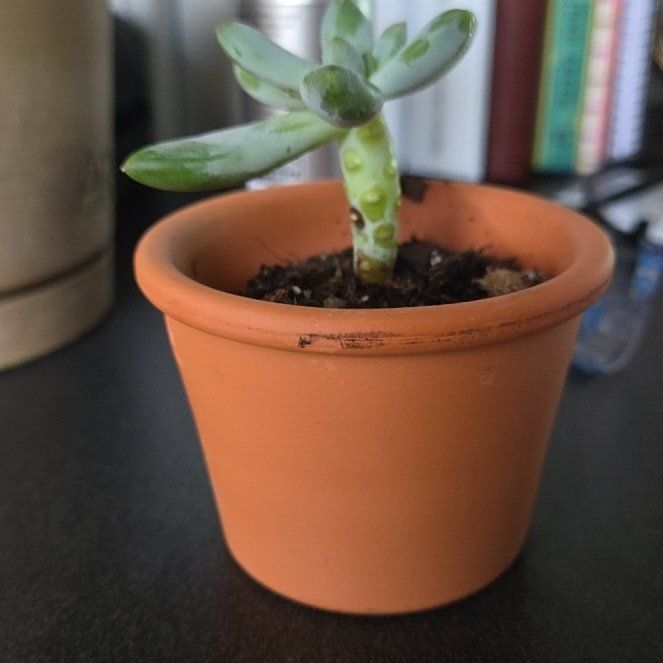 Photo of the plant species Pachyphytum 'Starburst' by @TenableCobnut76 named Walt on Greg, the plant care app