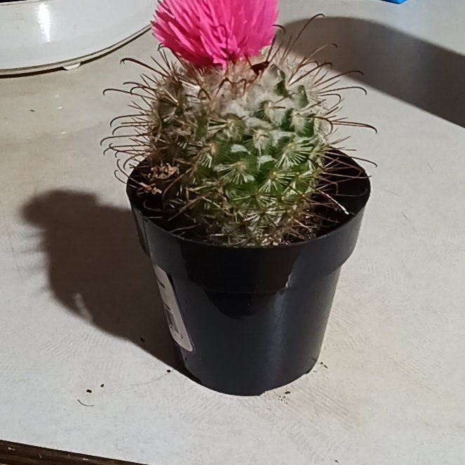 Photo of the plant species Cactus by @KineticNoni89 named Captain Plant-it on Greg, the plant care app