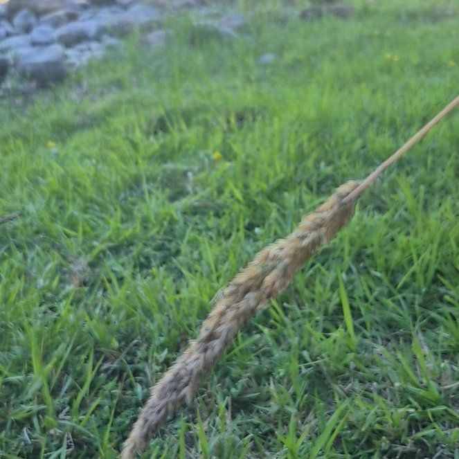 Photo of the plant species Reed Canarygrass by @SmartCentro90 named Treeyoncé on Greg, the plant care app