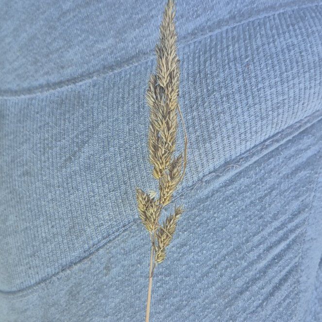 Photo of the plant species Bulbous Bluegrass by @SmartCentro90 named Sage on Greg, the plant care app