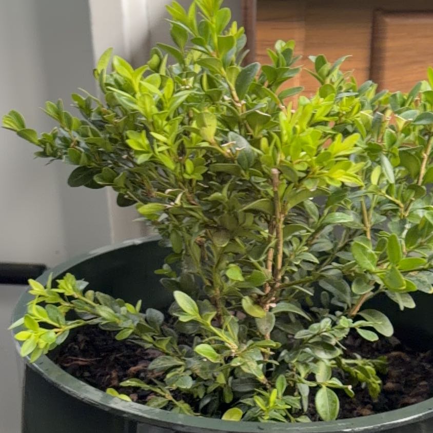 Photo of the plant species Boxwood by @IncisiveRedlion named Lola on Greg, the plant care app