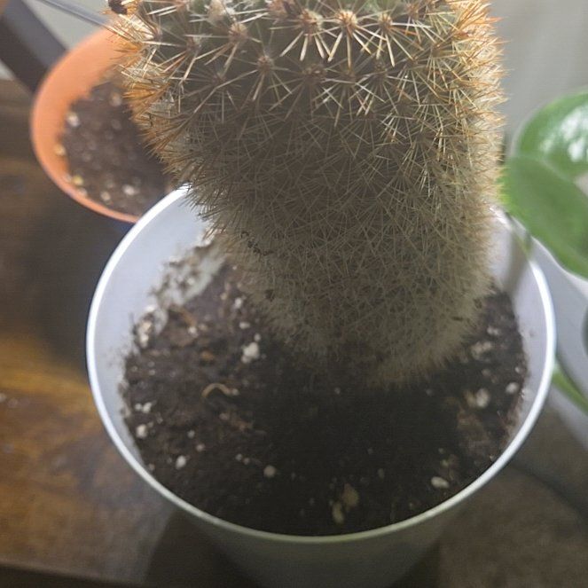 Photo of the plant species Texas Rainbow Cactus by @WhizPhalsa69 named Gomez on Greg, the plant care app