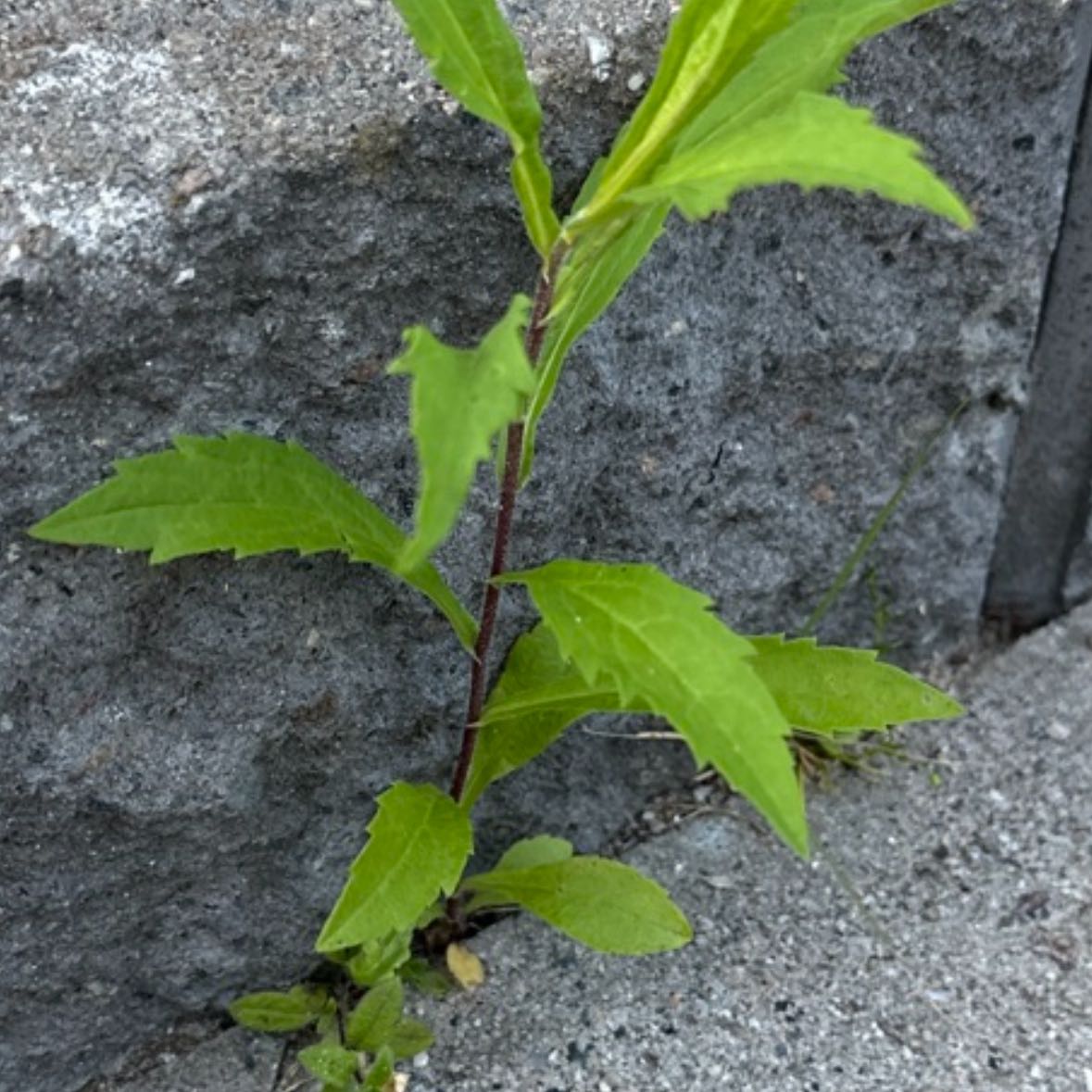 Photo of the plant species Annual Fleabane by @YummyPlain56 named Muhammad Ali on Greg, the plant care app