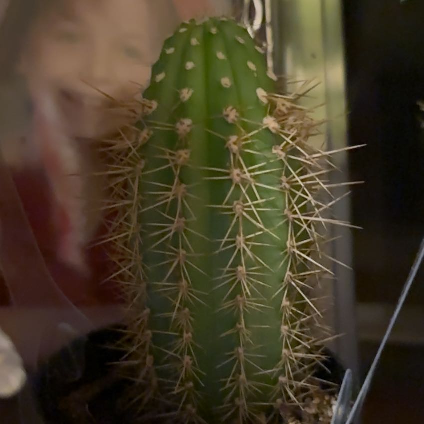Photo of the plant species Giant Chin Cactus by @HotAgarito63 named Chin-a-thon on Greg, the plant care app